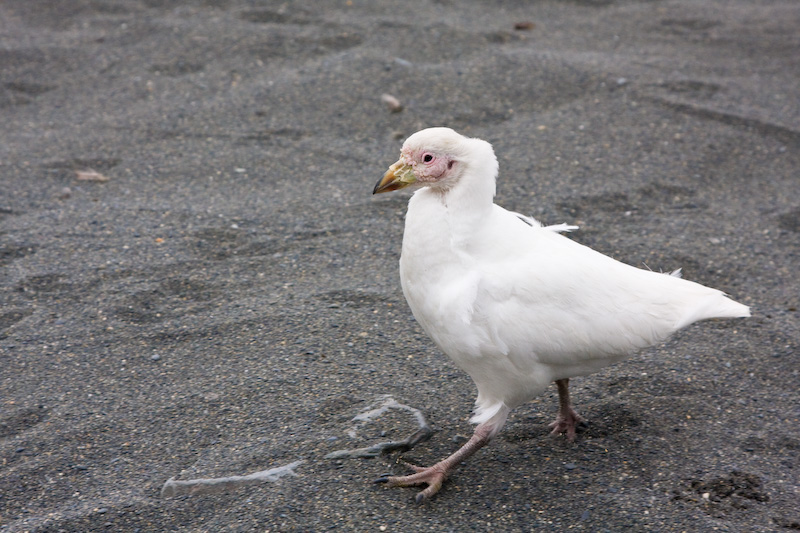 Pale-Faced Sheathbill